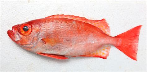 紅 魚